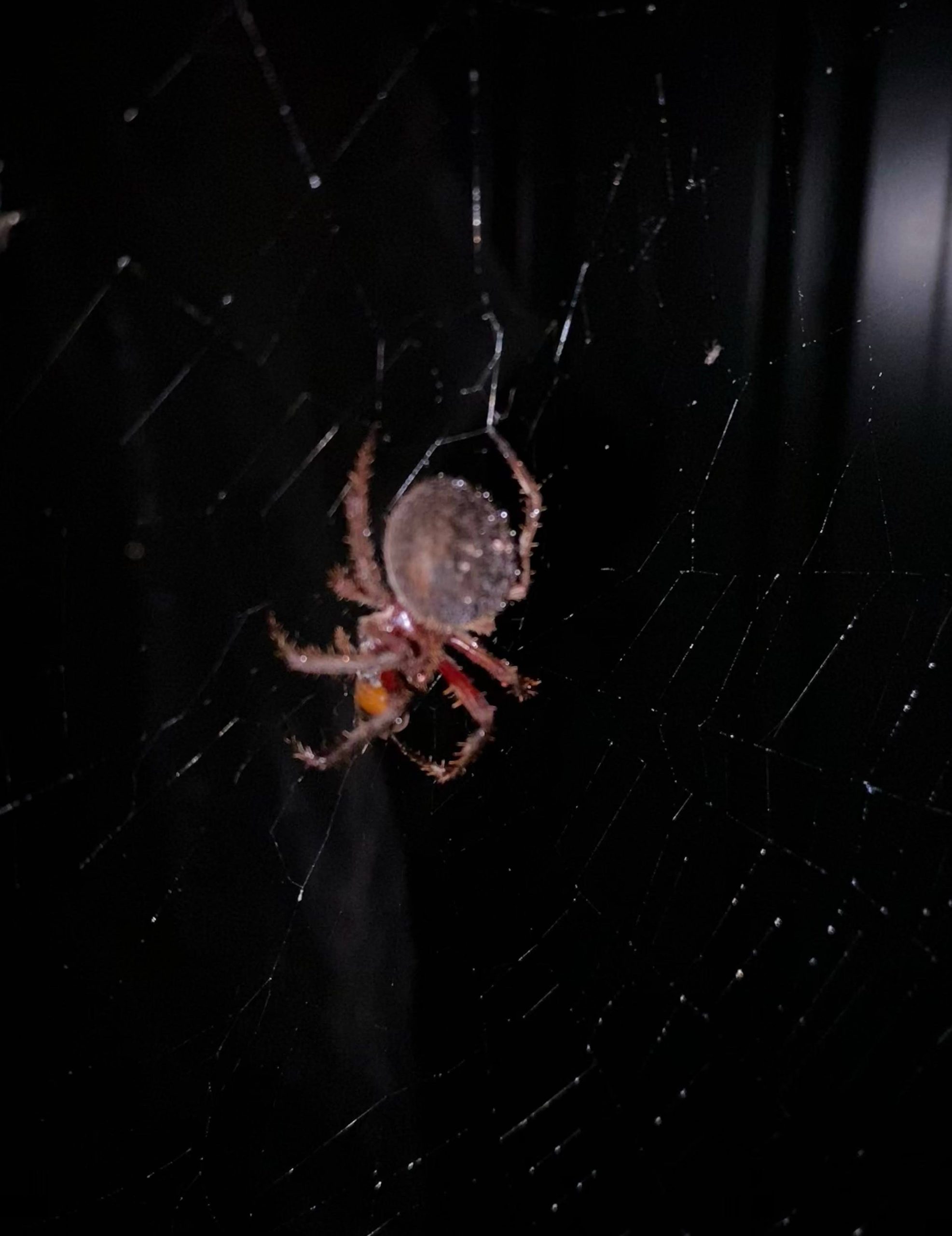 A garden orb weaver spider with a round brown abdomen and red legs in the middle of its web, eating an orange bug.