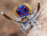 A Coastal Peacock Spider, with a stripy brown and white body, and a bright iridescent blue abdomen that has orange-red stripes.