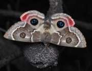 A Dryandra Moth, with grey with white and brown stripes, brown leaf shaped antennae, pale hindwings that are red at the ends with a dark blue spot on both sides.