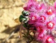 A Green Burrowing Bee, collecting nectar from a pink native Australian Flowering Gum flower.