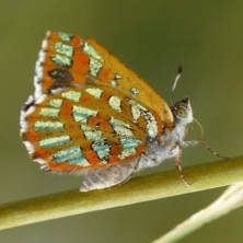 A Western Jewel Butterfly perched upon a green stem, displaying colorful orange wings with metallic turquoise stripes.