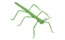 Clipart of a green stick insect.
