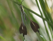 A Spoon-Winged Lacewing, resting on a stem with its brown paddle-shaped hindwings behind its body.