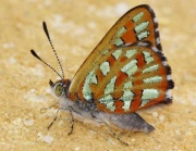 A Western Jewel Butterfly, with a light brown body, black and white striped antennae, orange wings with shiny turquoise stripes.