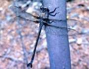 A Western Petaltail Dragonfly, with a dark blue segmented body and clear, prominent wings.